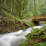 Salt Spring Island Forest