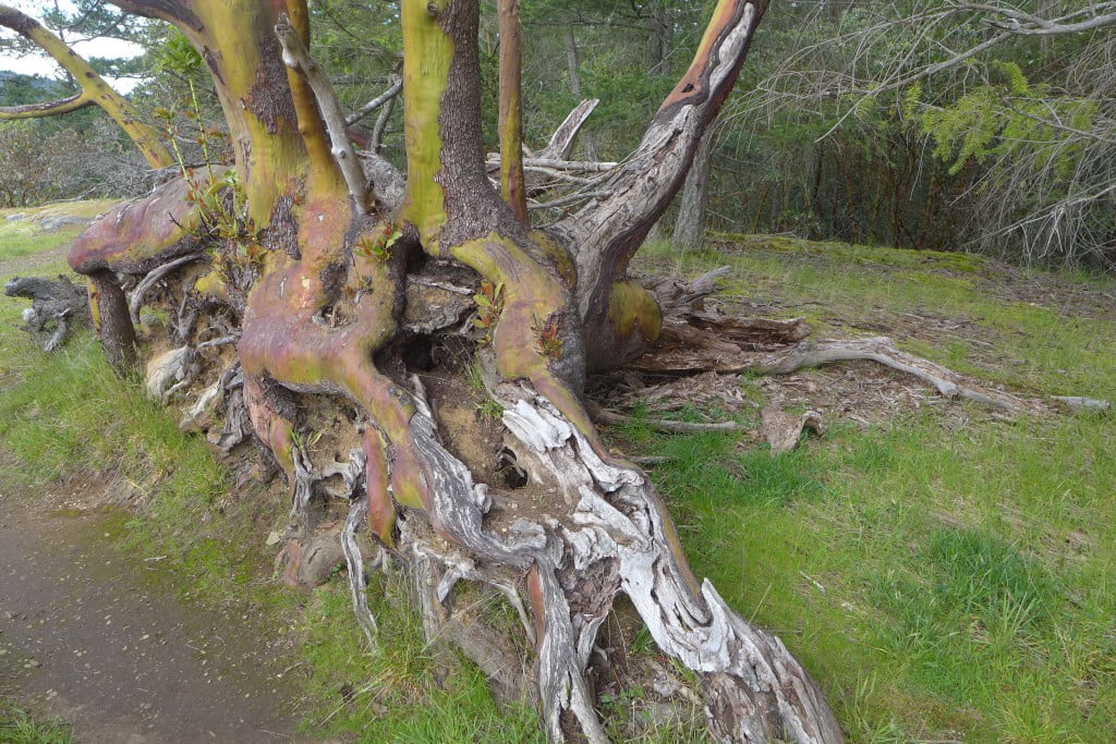 roots revealed