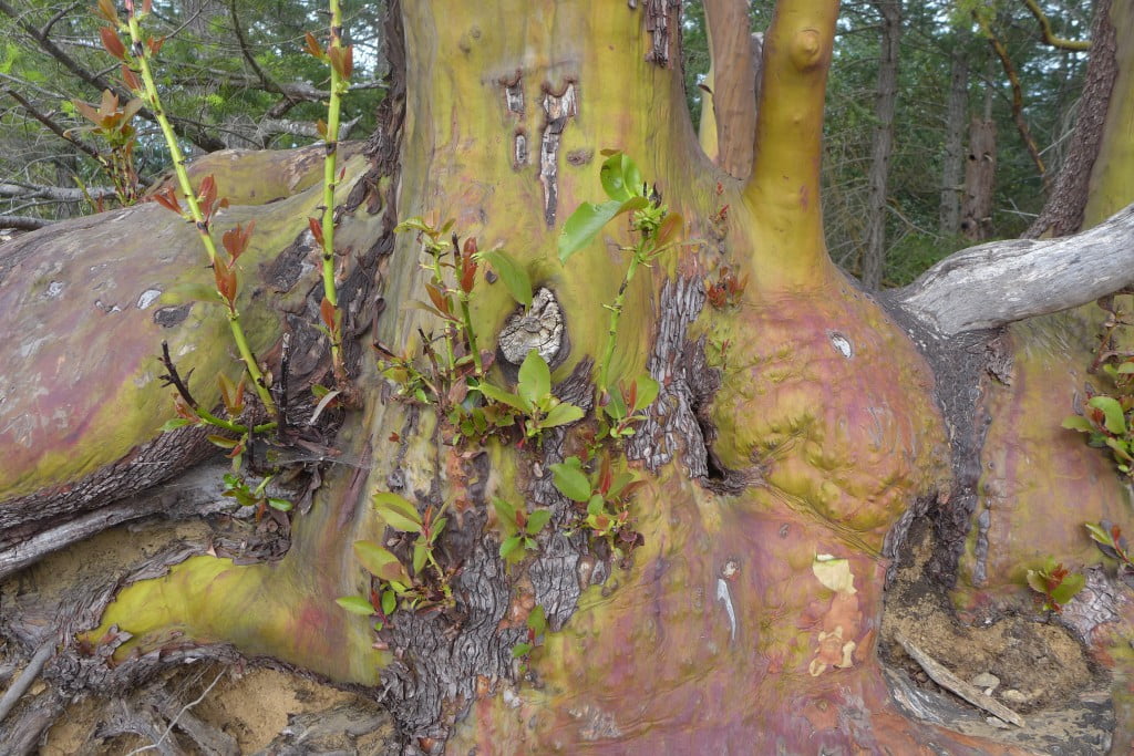 dramatic Arbutus