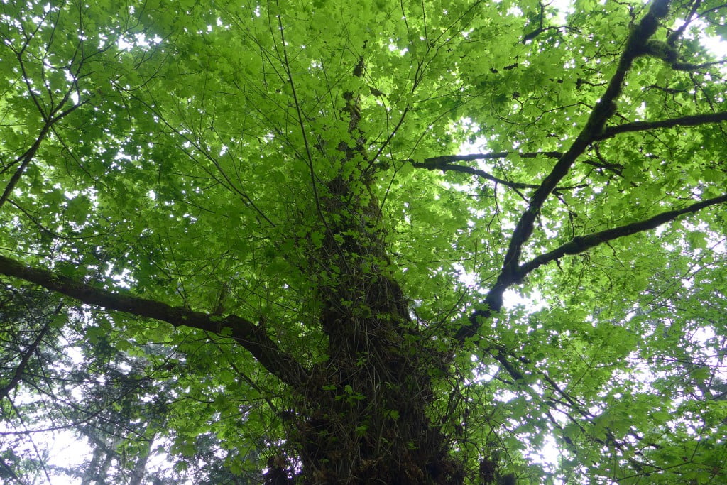 beneath the leaves
