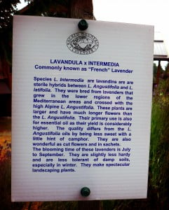 french lavender