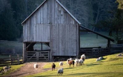 Enjoy Nature’s Beauty at Ruckle Provincial Park on Salt Spring Island