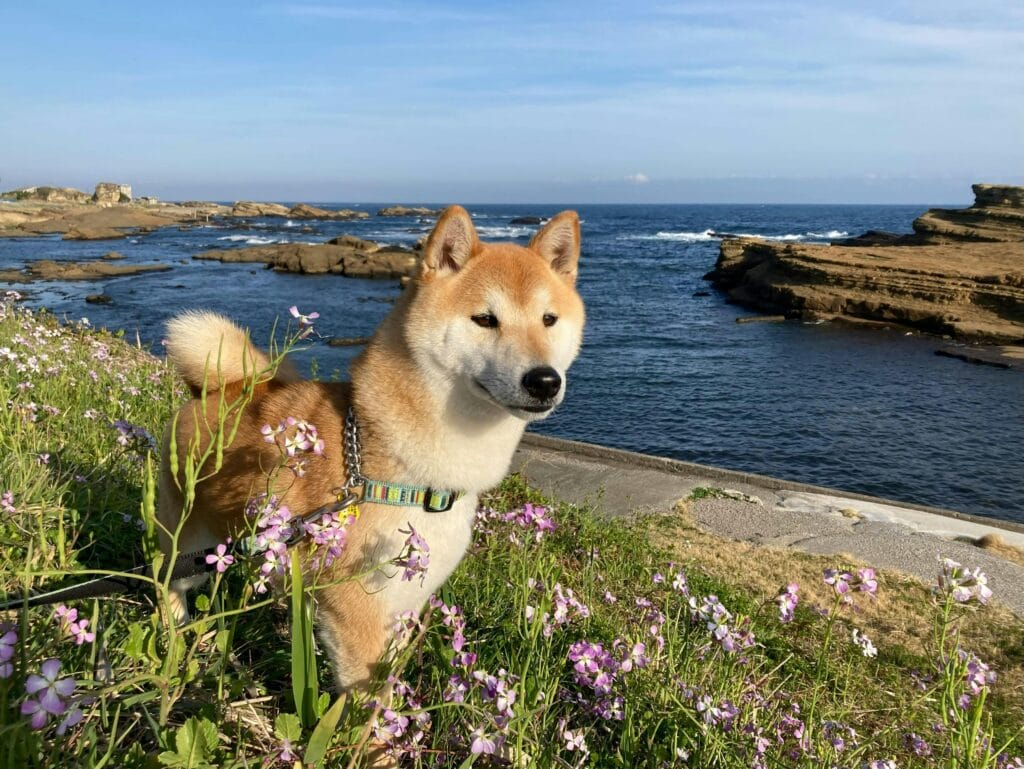 Pet-Friendly Activities on Salt Spring Island: Complete Guide