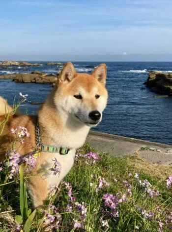 Pet-Friendly Activities on Salt Spring Island: Complete Guide