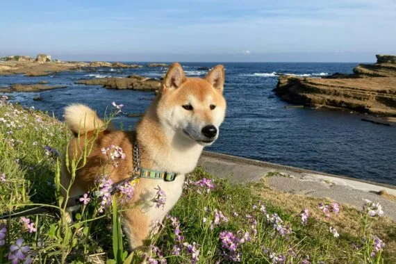Pet-Friendly Activities on Salt Spring Island: Complete Guide