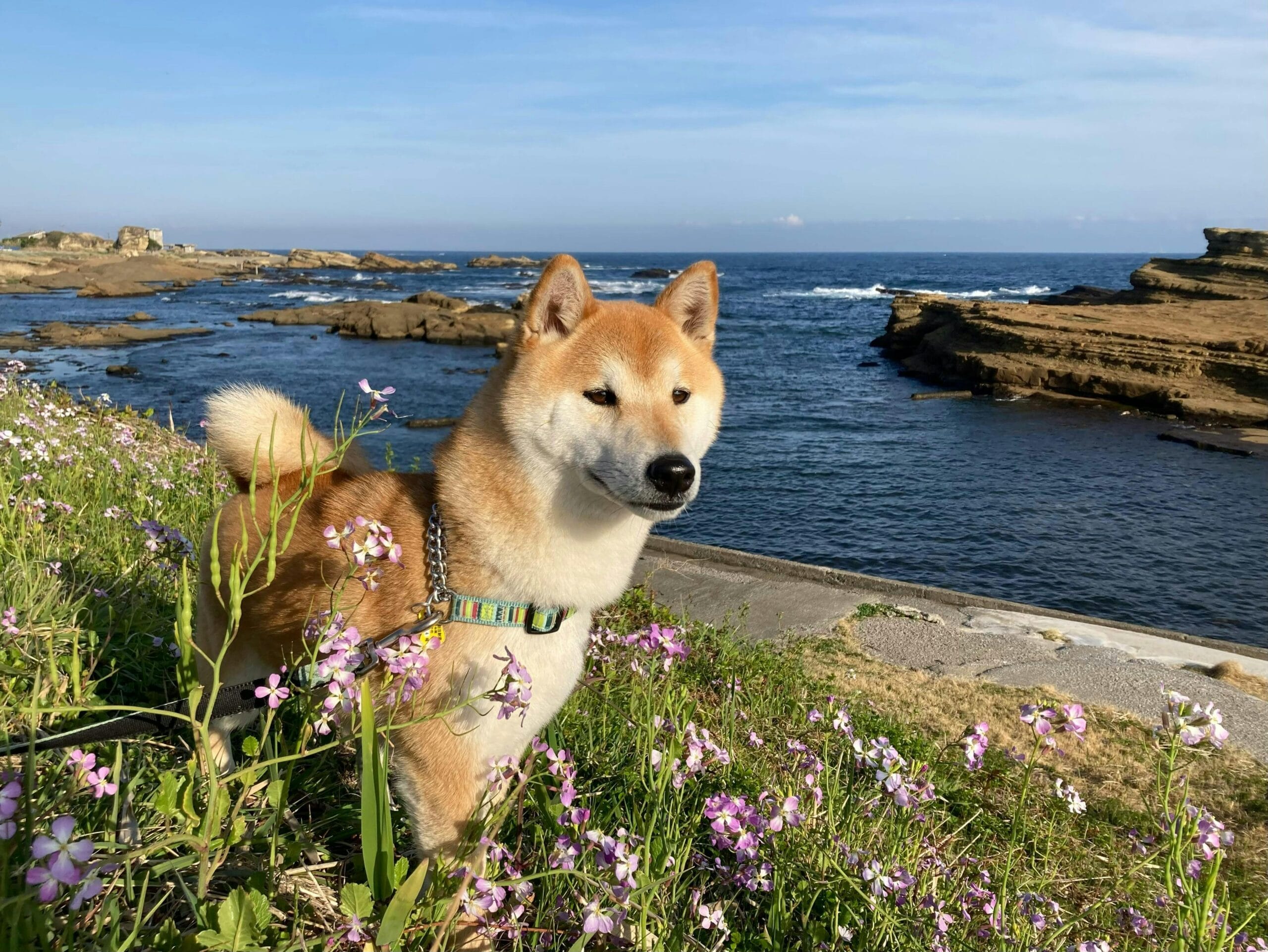 Pet-Friendly Activities on Salt Spring Island: Complete Guide