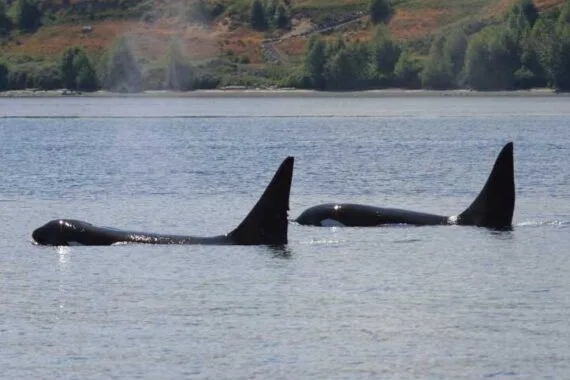 Whale Watching