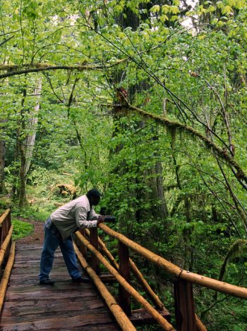 A wooden boardwalk trail winding through a lush green Pacific Northwest old-growth forest