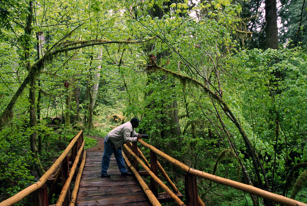 Old-growth forest trail in the Pacific Northwest